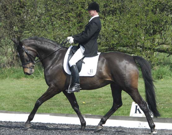 Dressage Horses For Sale